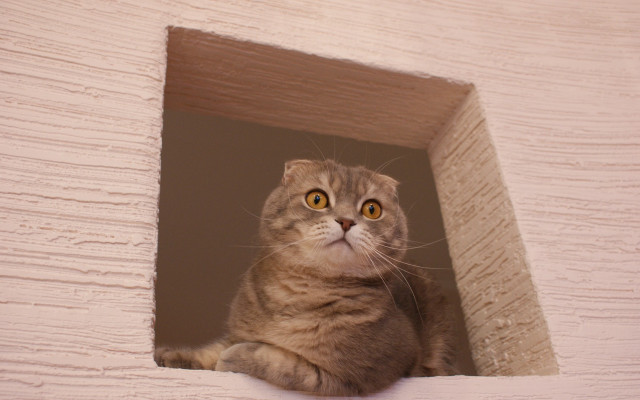 Curious cat in window sill free wallpaper - medium preview image