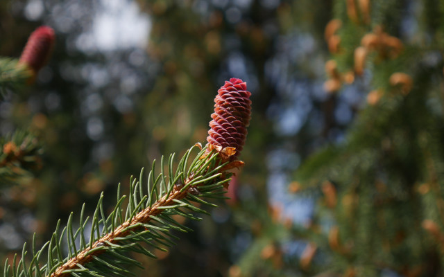 Pine cone branch bokeh christmas free wallpaper - medium preview image
