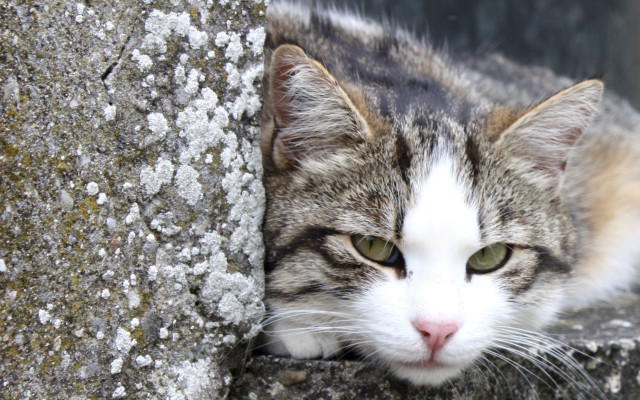 Sad cat laying rock camera free wallpaper - medium preview image