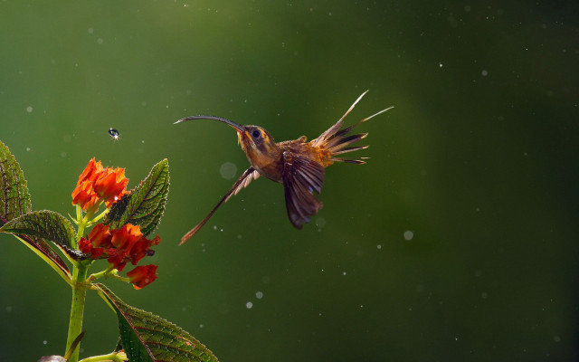 Hummingbird flower hover macro award free wallpaper - medium preview image
