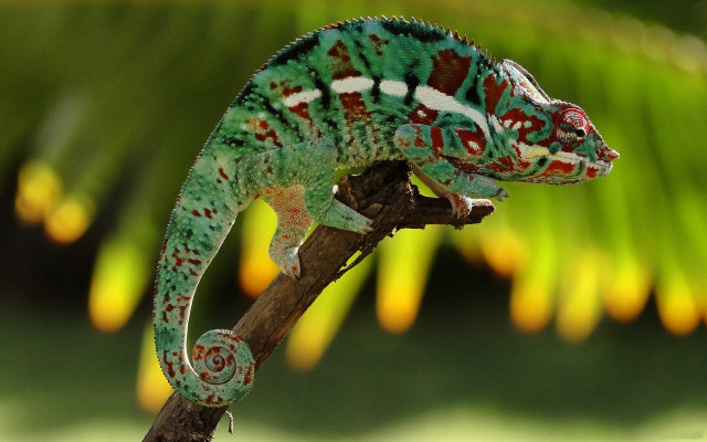 Chameleon blood splatters blurry background free wallpaper - medium preview image