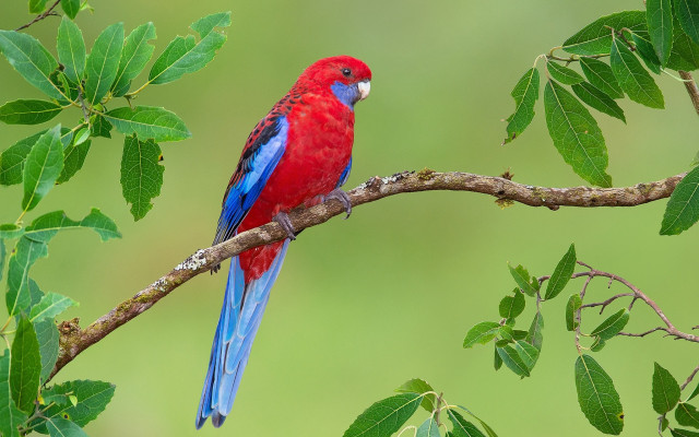 Red blue bird branch leaves free wallpaper - medium preview image