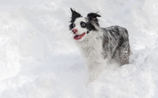 Dog snow open mouth tongue free wallpaper - medium preview image