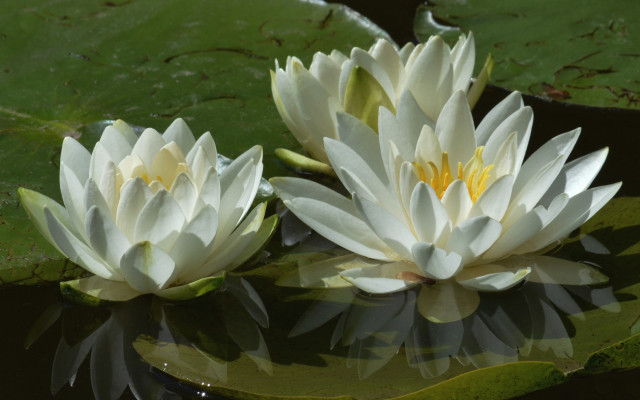 White water lilies pond leaves #2 free wallpaper - medium preview image