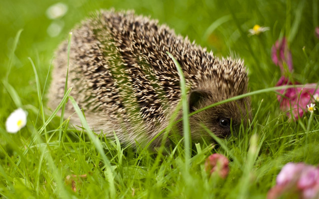 Hedgehog grass flowers blurry nature free wallpaper - medium preview image