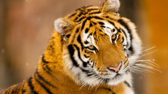 Tiger looking distant blurry background free wallpaper - medium preview image