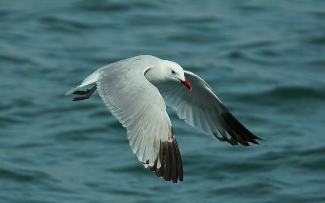 White bird over ocean wings free wallpaper - medium preview image