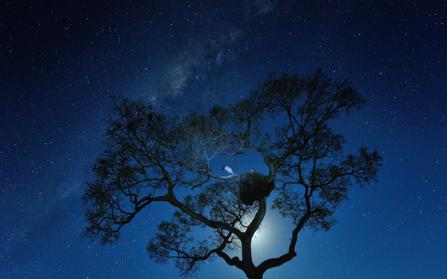 Tree starrysky brightlight moon 1980s free wallpaper - medium preview image