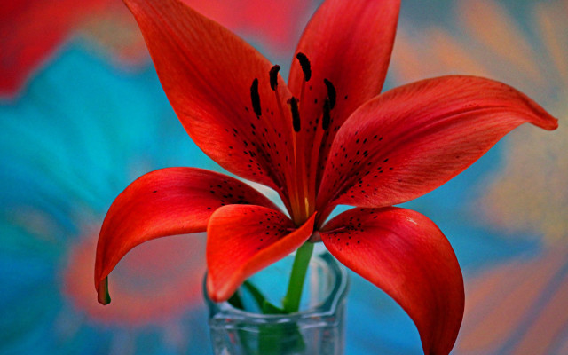 Red flower vase vivid color free wallpaper - medium preview image