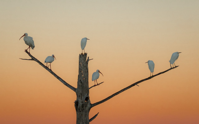 Birds on branch sunset gradient free wallpaper - medium preview image