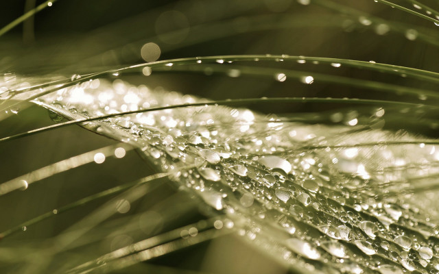 Plant water droplets macro bokeh #2 free wallpaper - medium preview image
