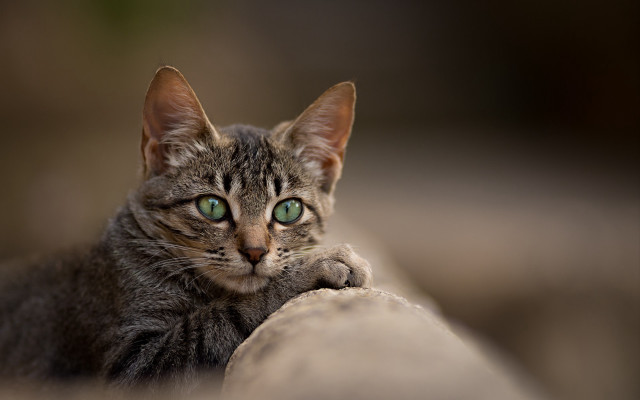 Black cat green eyes moon free wallpaper for desktop - medium preview image