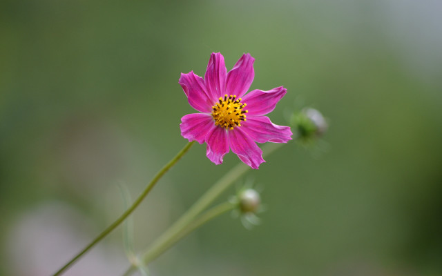 Pink flower yellow center blurry #2 free wallpaper - medium preview image