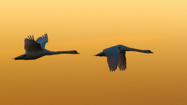 Birds sky sunset feathers symmetry free wallpaper - medium preview image