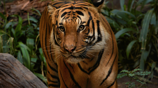 Tiger forest bamboo log wildlife free wallpaper - medium preview image