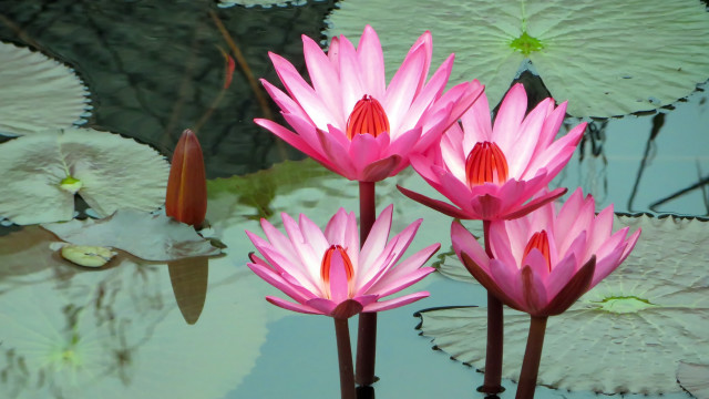 Pink water lilies pond bird free wallpaper - medium preview image
