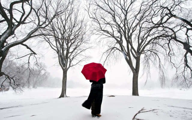 Snow umbrella trees winter forest free wallpaper - medium preview image