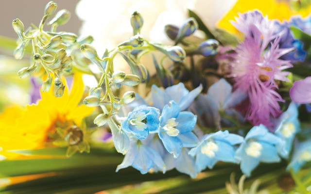 Flowers table daisy lily blurry free wallpaper - medium preview image