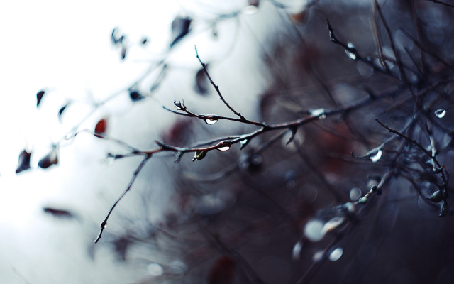 Tree water drops blooming branch free wallpaper - medium preview image