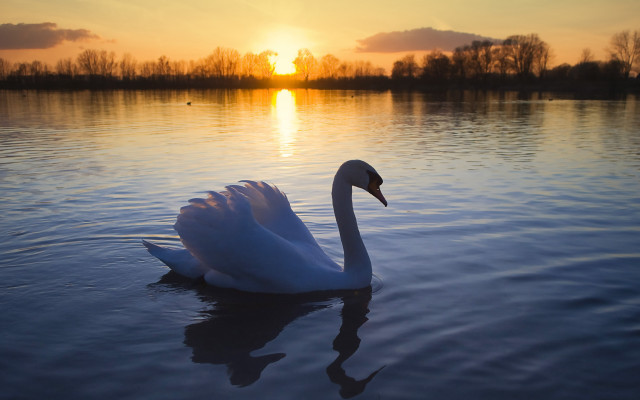 Swan spread wings dawn water free wallpaper - medium preview image