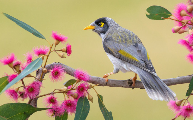 Bird branch pinkflowers greenbackground macro free wallpaper - medium preview image