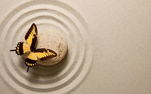 Blue butterfly on rock liminal #2 free wallpaper - medium preview image