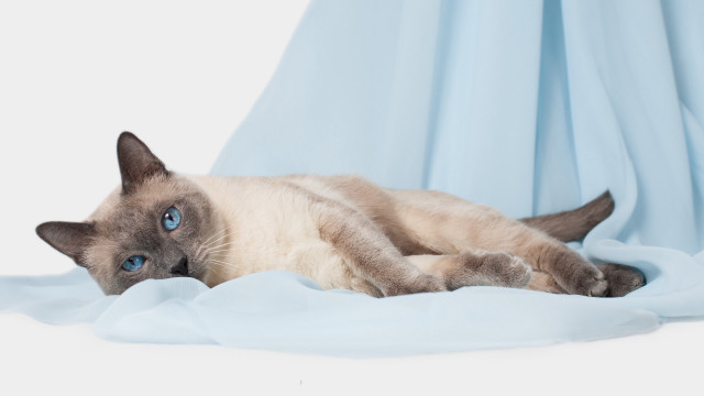 Siamese cat blue sheet curious free wallpaper - medium preview image