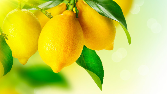 Lemons tree branches leaves green free wallpaper - medium preview image