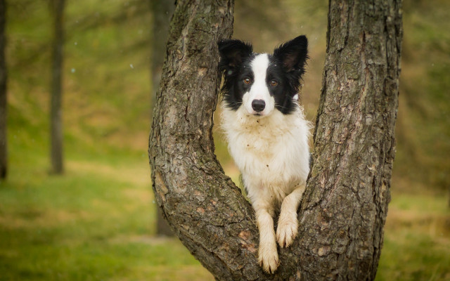 Dog sitting in tree grassy free wallpaper - medium preview image