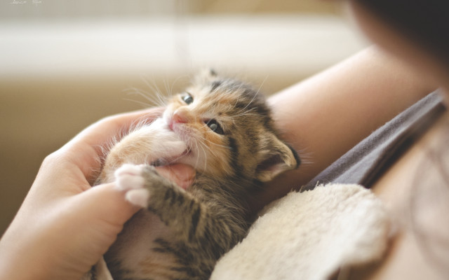 Adorable person holding kitten paw free wallpaper - medium preview image
