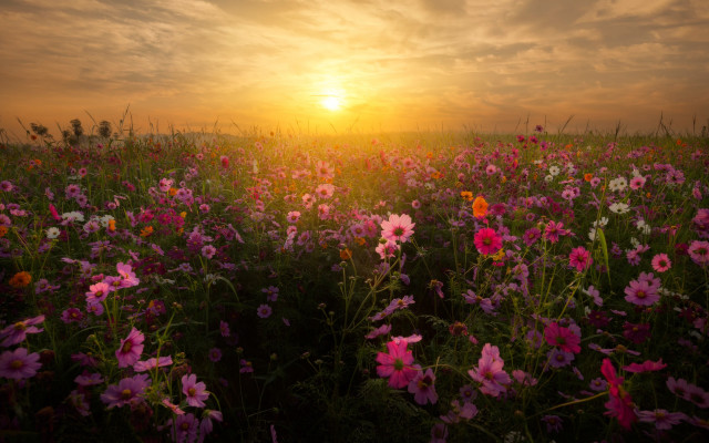 Flower field sunset clouds pink #2 free wallpaper - medium preview image