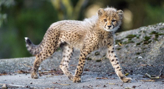 Young cheetah cub rock path free wallpaper - medium preview image