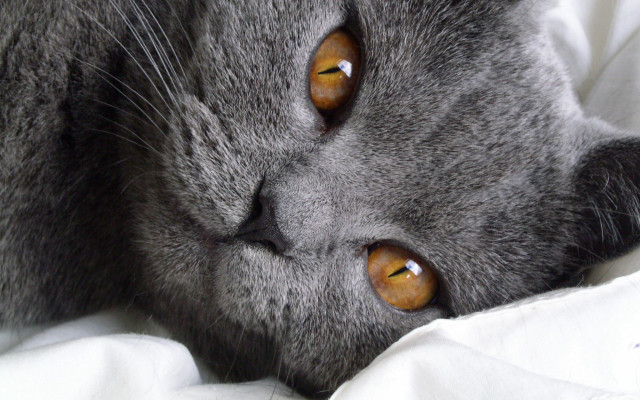 Cat brown eyes bed white free wallpaper - medium preview image