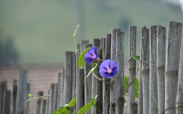 Purple flower wooden fence green free wallpaper - medium preview image
