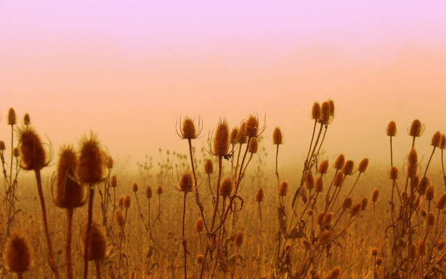 Dry grass pink sky impressionist free wallpaper - medium preview image