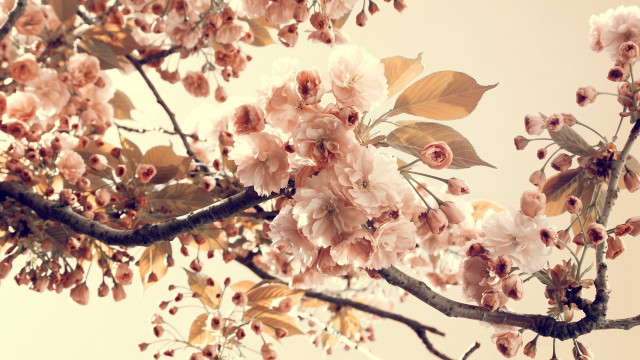 Branch pinkflowers sky background flowers free wallpaper - medium preview image