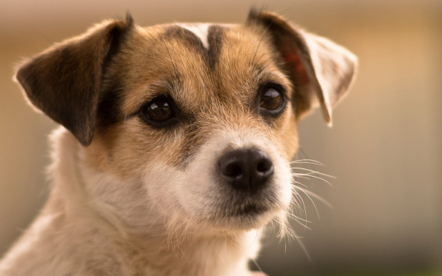 Shiba inu closeup blurry background free wallpaper - medium preview image