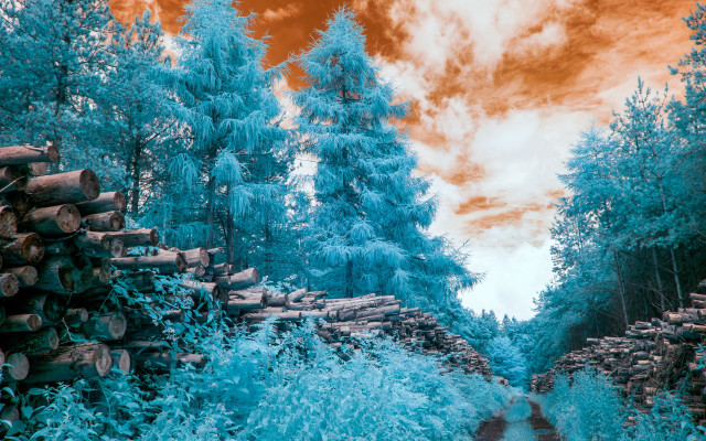 Autumn forest trees logs stream free wallpaper - medium preview image