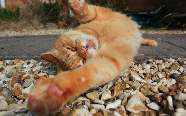 Cat laying on rocks gravel free wallpaper - medium preview image