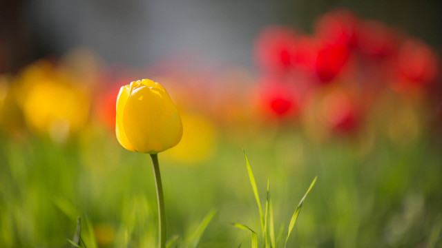 Yellow tulip red flower blurry free wallpaper - medium preview image
