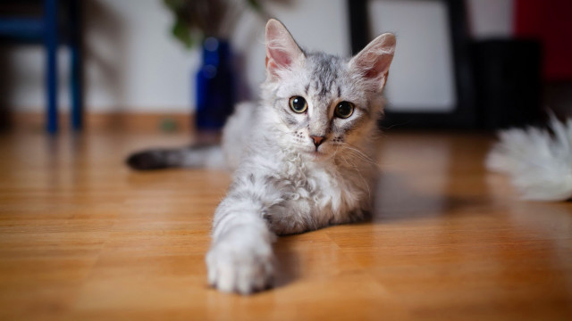 Cat floor camera blurry plant free wallpaper - medium preview image