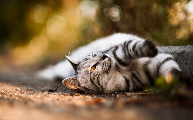 Cat laying back paws ground free wallpaper - medium preview image
