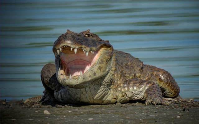 Alligator mouth open waterfall wildlife free wallpaper - medium preview image