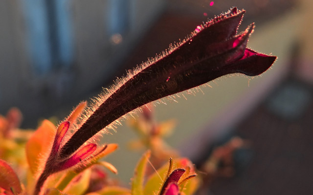 Plant macro fire explosion blurry free wallpaper - medium preview image