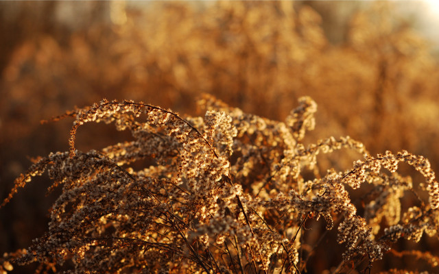 Autumn leaves blurry forest fire free wallpaper - medium preview image