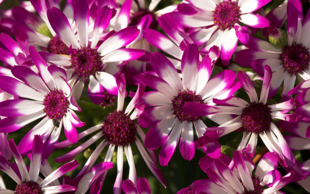 Pink white flower bouquet macro free wallpaper - medium preview image