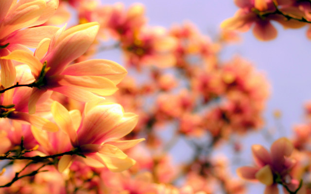 Pink flower tree bokeh autumn free wallpaper - medium preview image