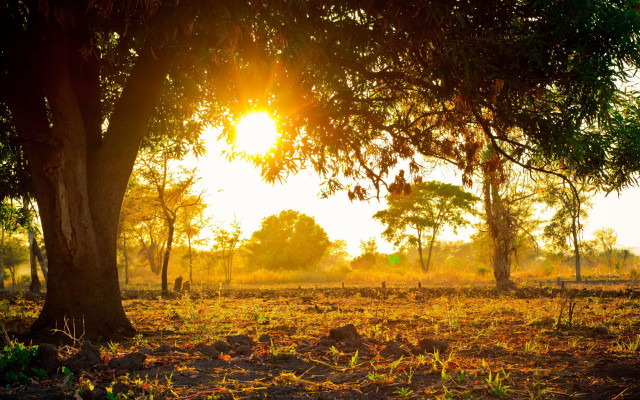 Field trees grass sunshine autumn free wallpaper - medium preview image