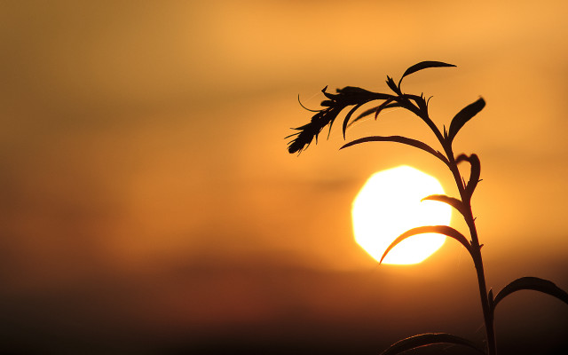 Plant sunset macro sky silhouette free wallpaper - medium preview image