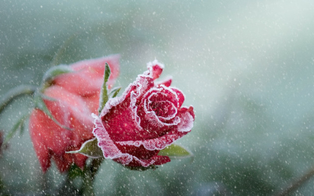 Frosted rose on branch snow free wallpaper - medium preview image